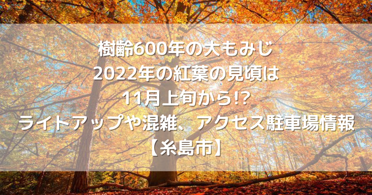 樹齢600年の大もみじ 22年の紅葉の見頃は11月上旬から ライトアップや混雑 アクセス駐車場情報 糸島市